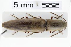 Foto (Dorsalansicht) von Melanoxanthus anticus (Candèze, 1892)